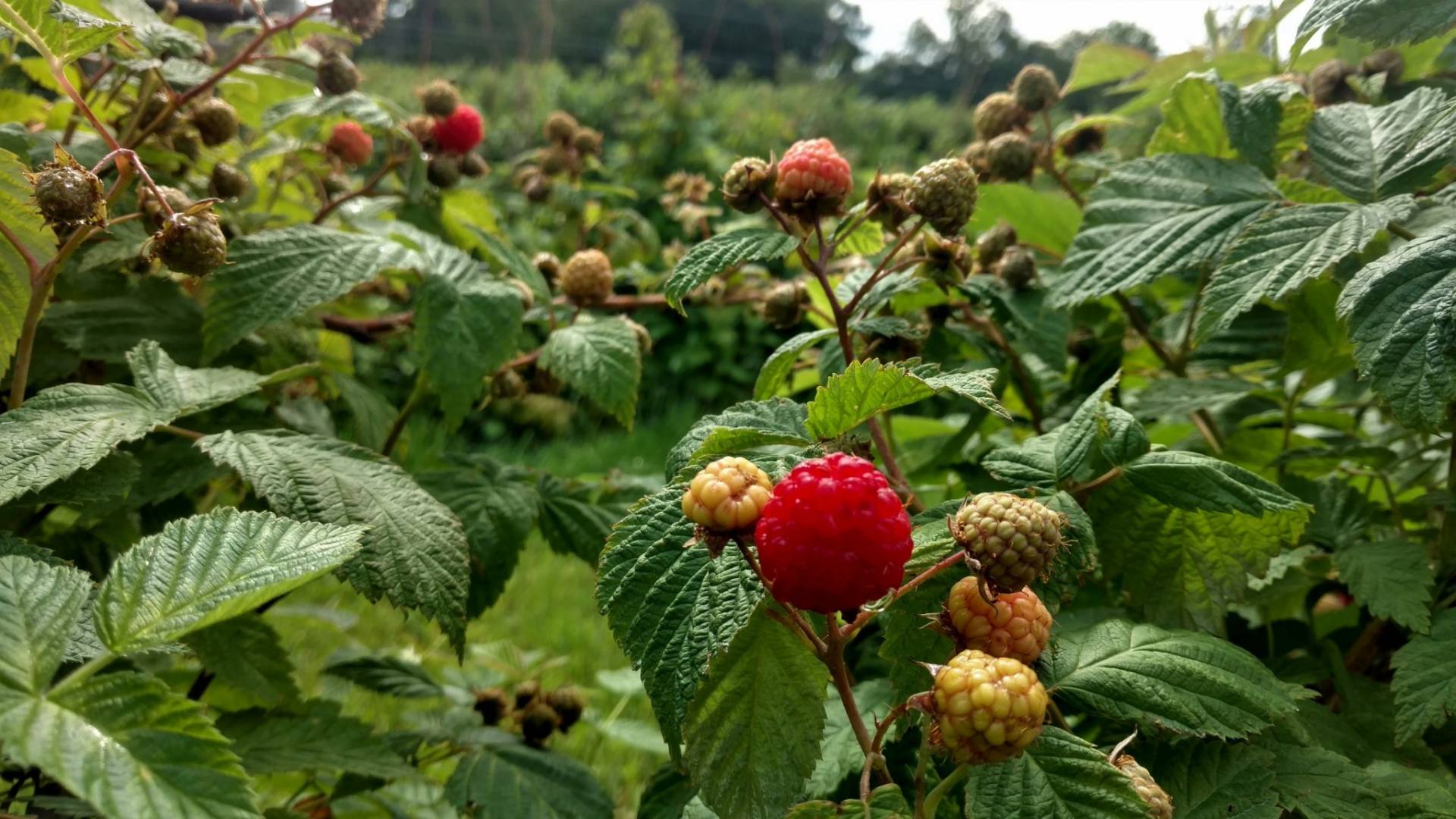 Red Raspberries