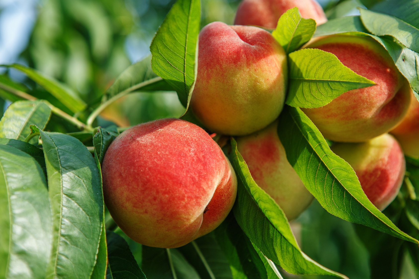 Peaches | Brecknock Orchard, Mohnton Lancaster County PA