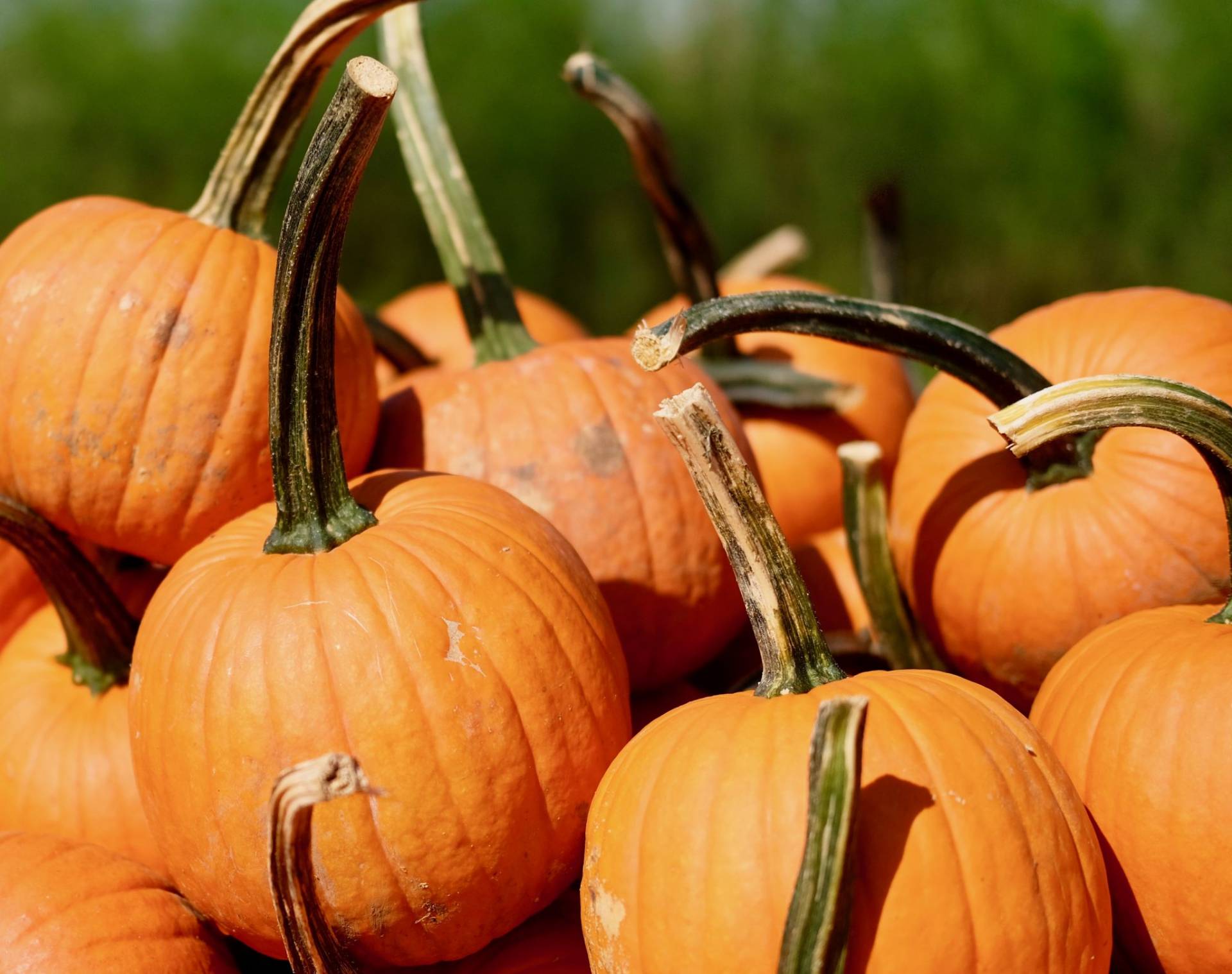 Pumpkin Picking Farm Local Pumpkin Patch in Central