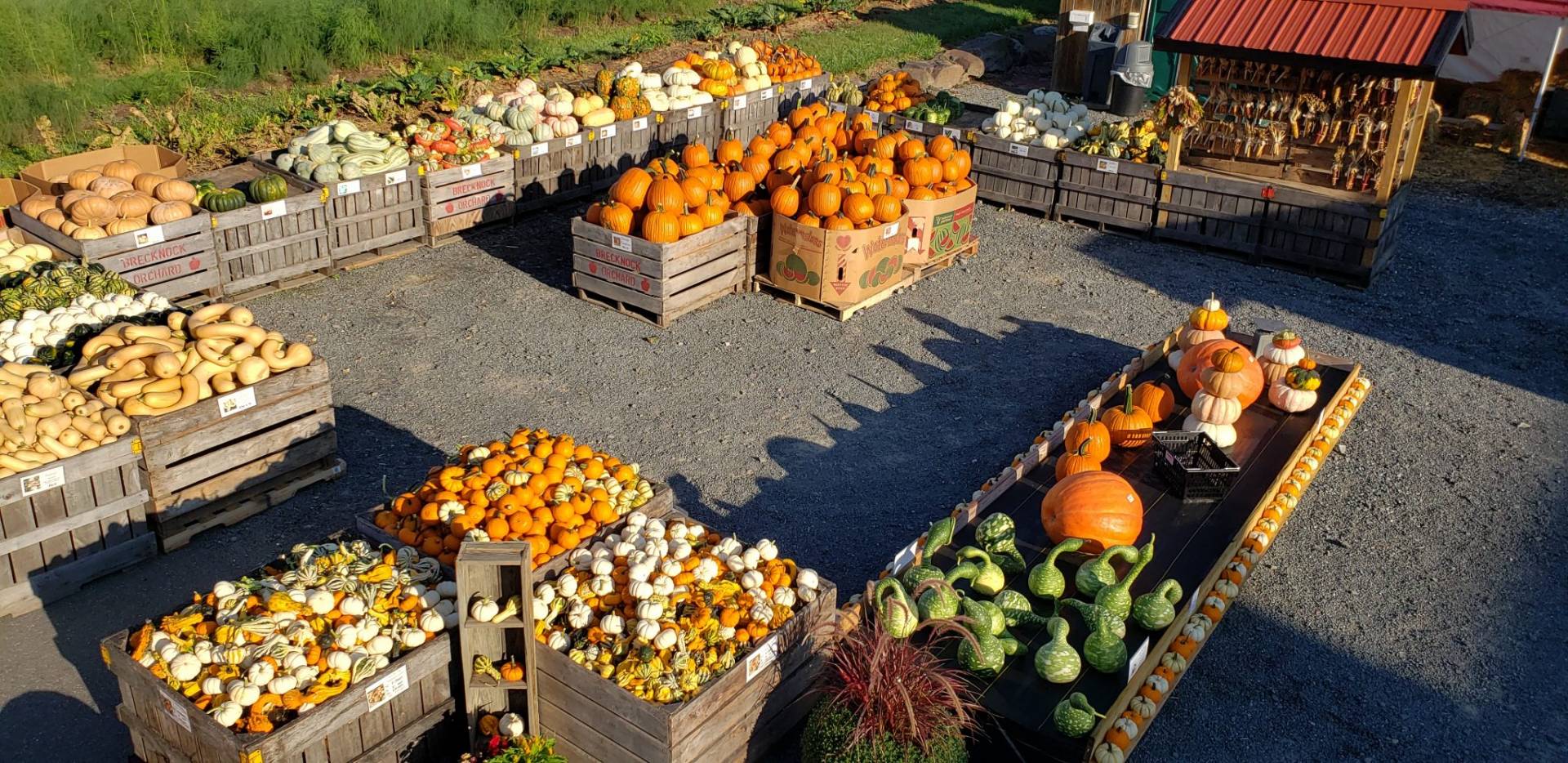 Pumpkin Picking Farm | Local Pumpkin Patch in Central Pennsylvania