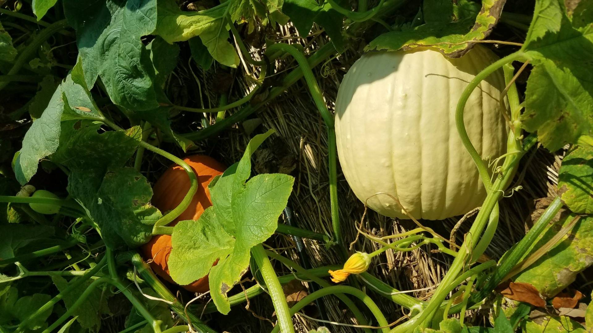 Pumpkin Picking Farm Local Pumpkin Patch in Central