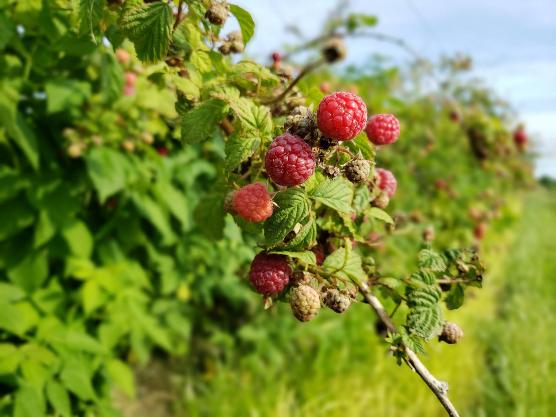 Fruit and Vegetable Picking | Pick Your Own Farm in Eastern Pennsylvania