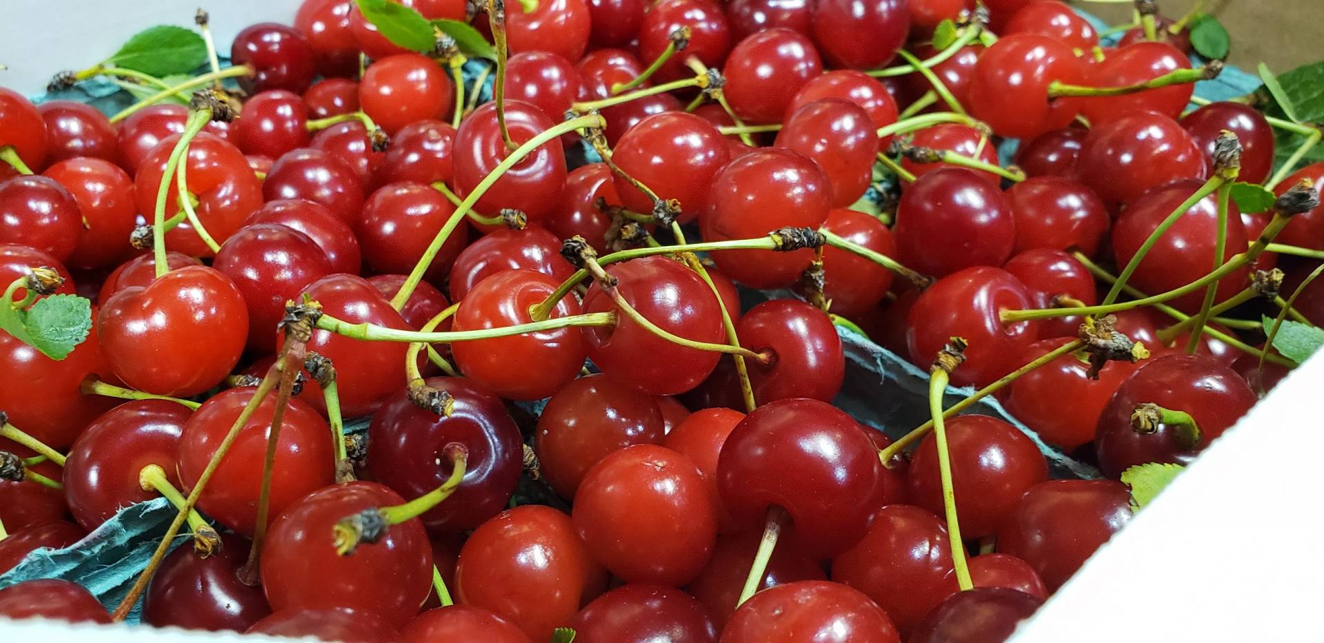 tart-cherries-brecknock-orchard-llc-mohnton-lancaster-county-pa