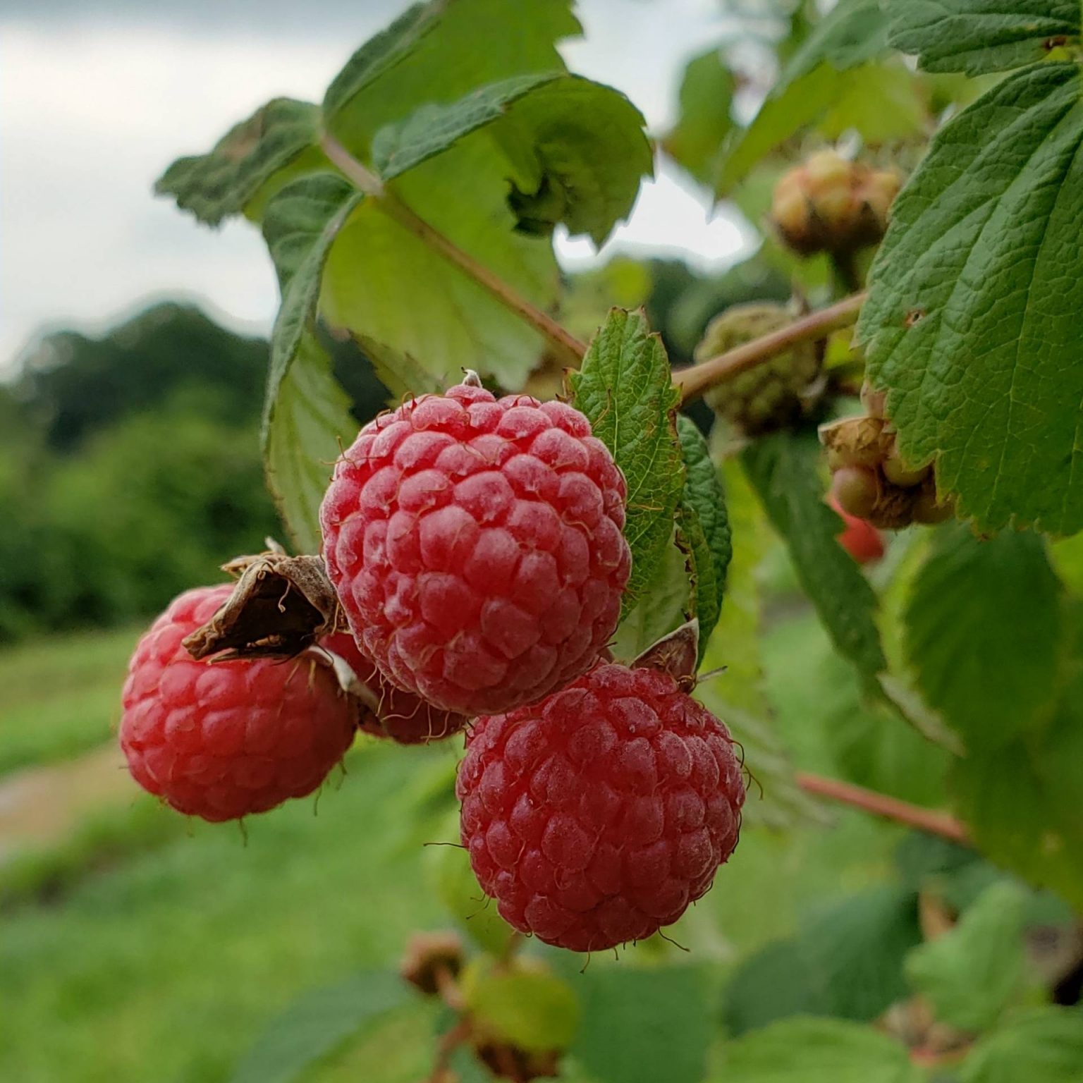 Frozen Red Raspberries - 3/4 Pound | Brecknock Orchard LLC