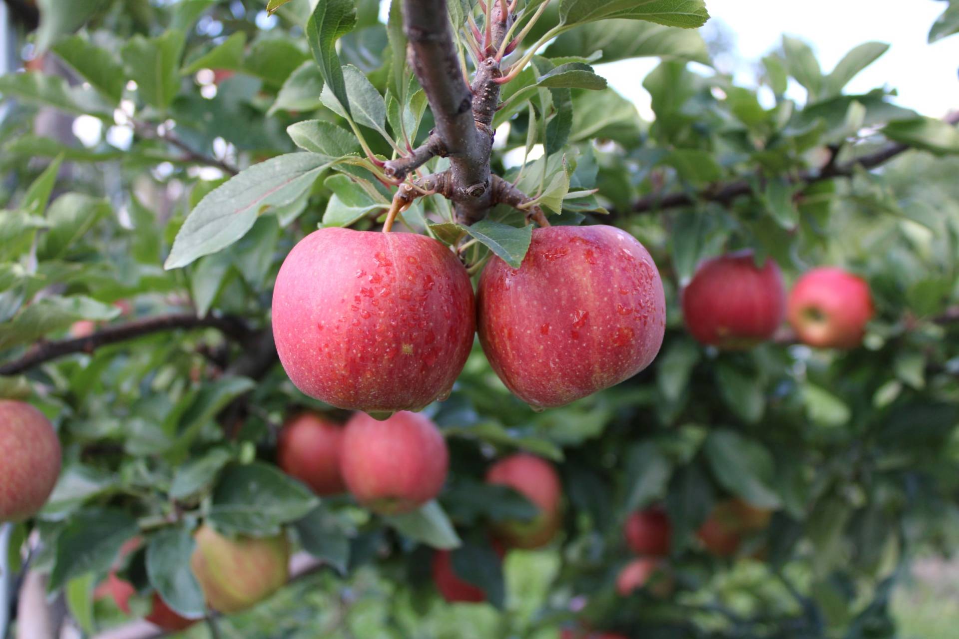 Fruit and Vegetable Picking Pick Your Own Farm in Eastern Pennsylvania