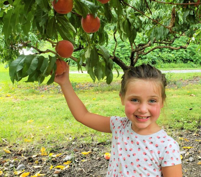 Brecknock Orchard 