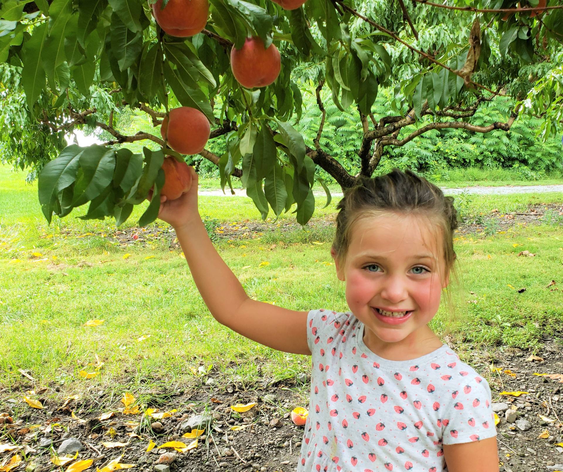 Peach Picking Orchard Pick Your Own Peach Farm in PA