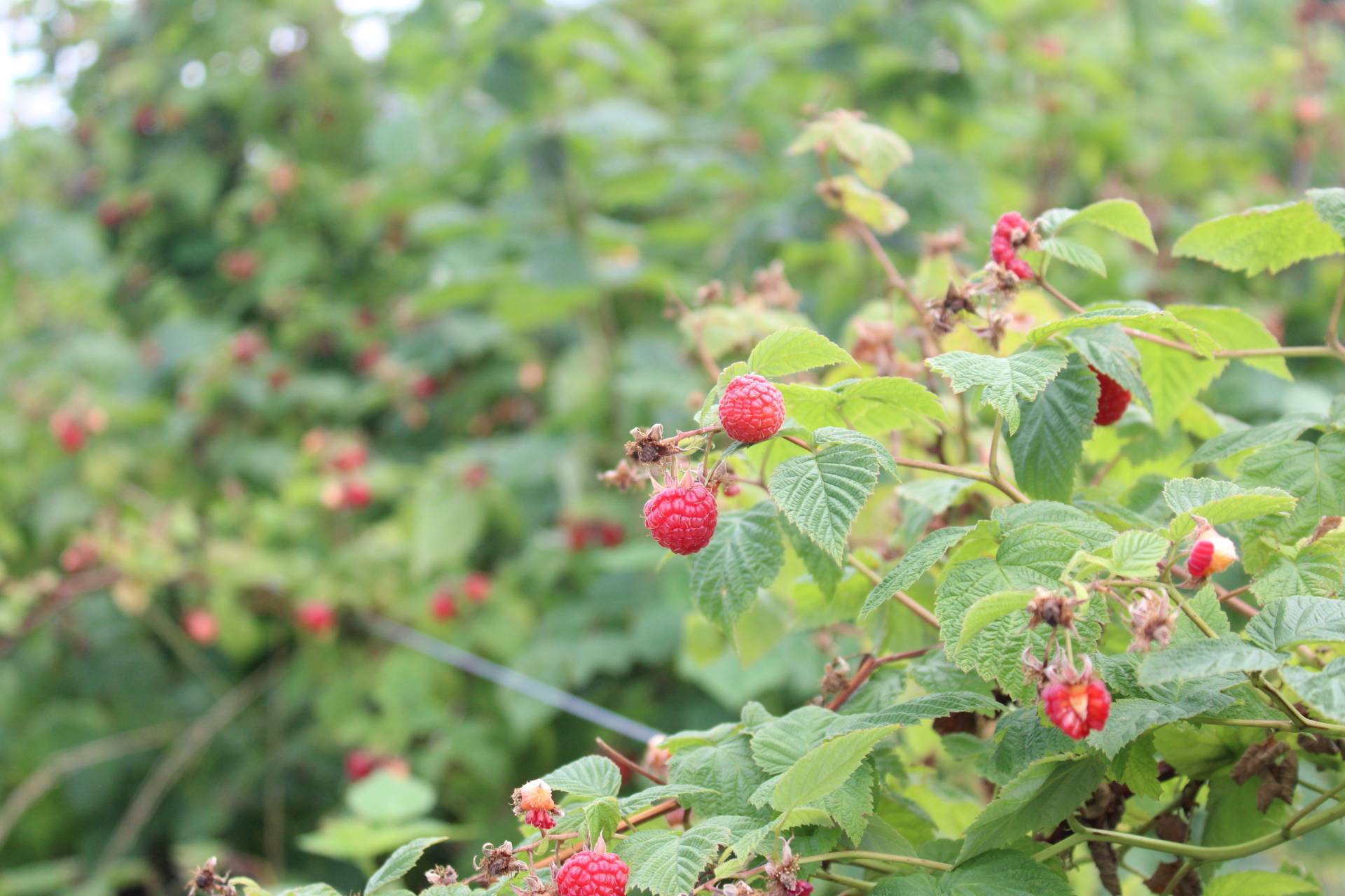 Red Raspberries - Brecknock Orchard LLC, Mohnton Lancaster County PA